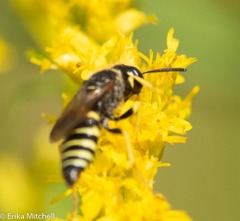 Philanthus solivagus