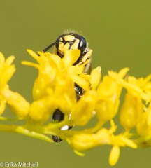 Philanthus solivagus