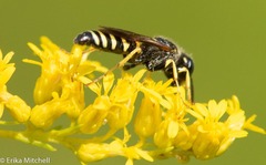 Philanthus solivagus