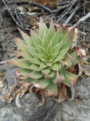 Dudleya candelabrum