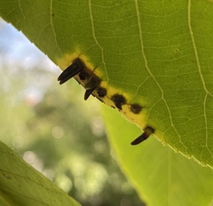 Caryomyia subulata