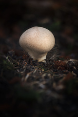 Lycoperdon molle