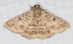 Ericeia sobria