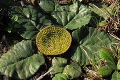 Dorstenia brasiliensis