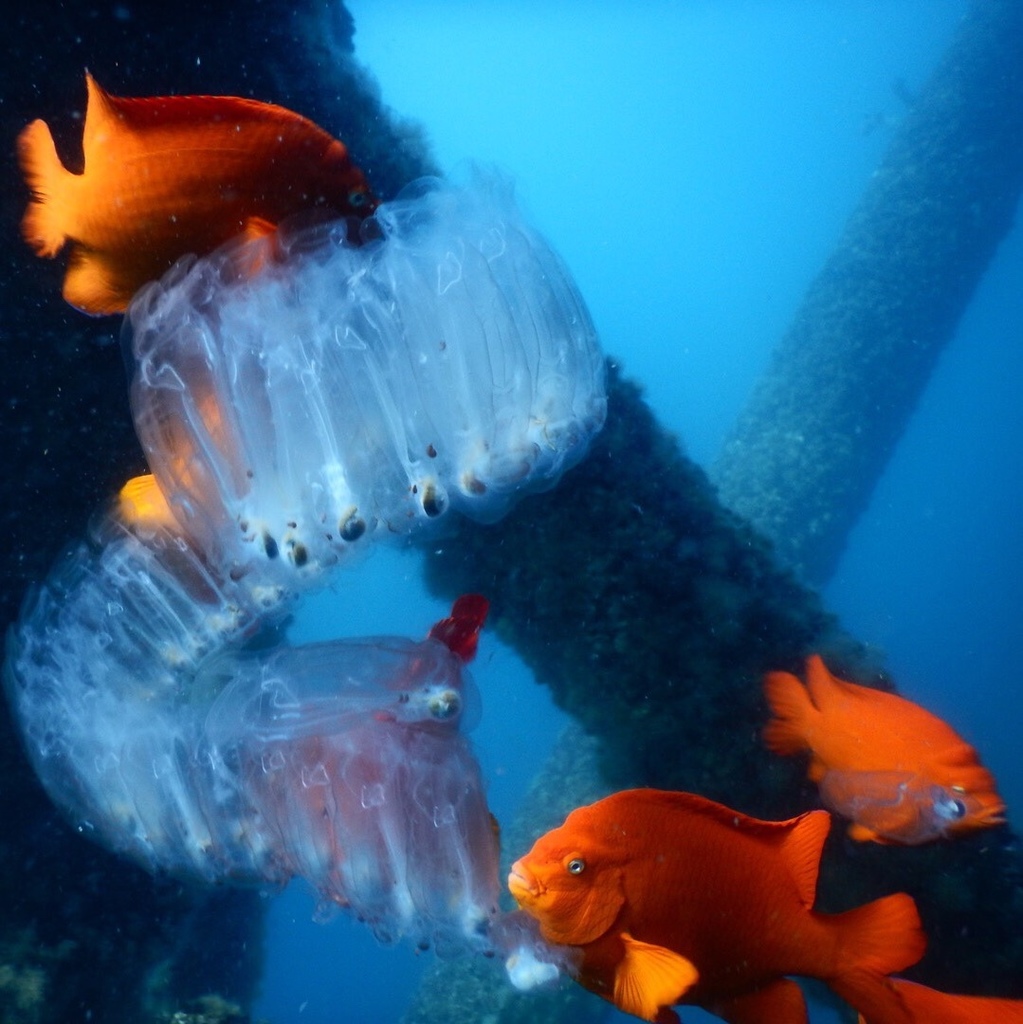 Salps