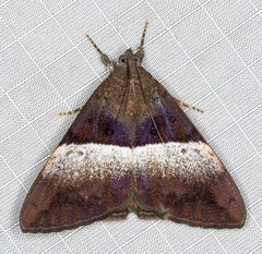 Oxyodes tricolor