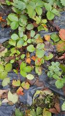 Diplocarpon fragariae