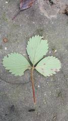 Diplocarpon fragariae