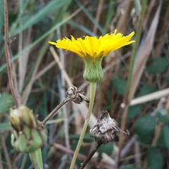 Sonchus maritimus
