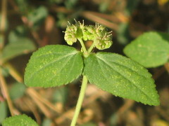 Euphorbia ophthalmica