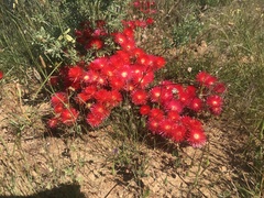 Lampranthus coccineus