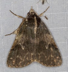 Avatha discolor