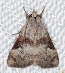 Avatha discolor