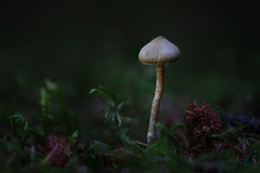 Panaeolus subbalteatus