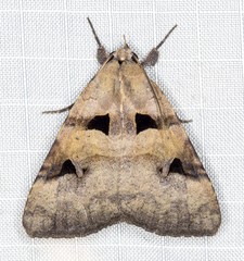 Avatha discolor