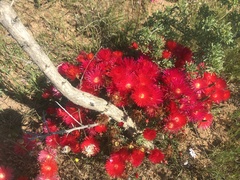 Lampranthus coccineus
