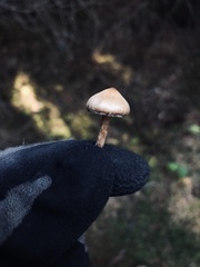 Panaeolus subbalteatus