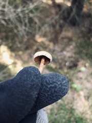 Panaeolus subbalteatus