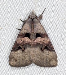 Avatha discolor