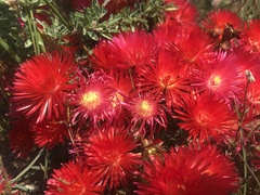 Lampranthus coccineus