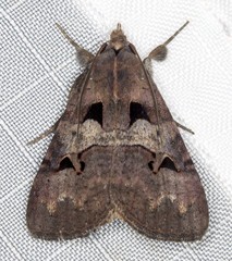 Avatha discolor