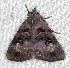 Avatha discolor