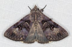 Avatha discolor