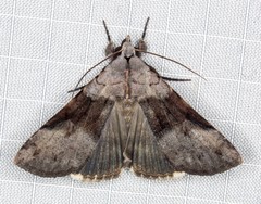 Avatha discolor