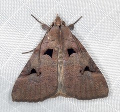 Avatha discolor