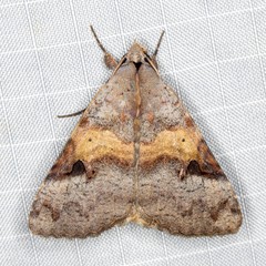 Avatha discolor