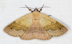 Ophyx ochroptera