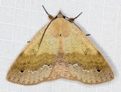 Ophyx ochroptera