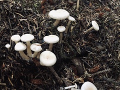Clitocybe dealbata