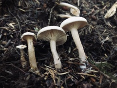 Clitocybe dealbata