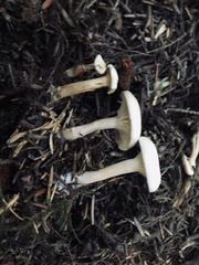Clitocybe dealbata
