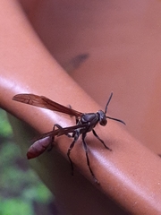 Mischocyttarus