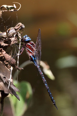 Rhionaeschna serrana