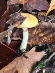 Cortinarius delibutus