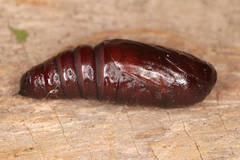 Melanchra persicariae