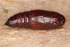 Melanchra persicariae