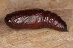 Melanchra persicariae