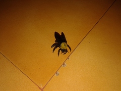 Xylocopa ruficornis