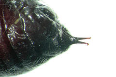 Melanchra persicariae