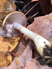Cortinarius delibutus