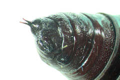 Melanchra persicariae