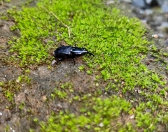 Odoiporus longicollis
