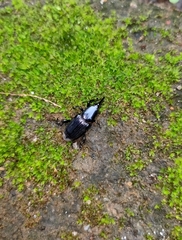 Odoiporus longicollis