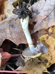 Cortinarius delibutus