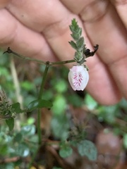 Isoglossa glandulosissima