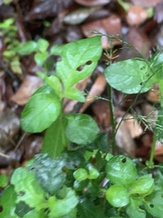 Isoglossa glandulosissima